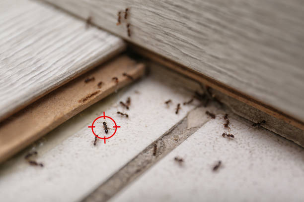 Best Affordable Pest Control Services  in Robbins, NC
