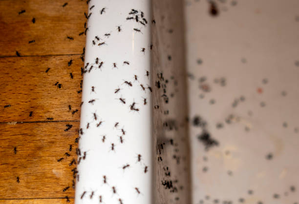 Best Exterminator Services  in Robbins, NC