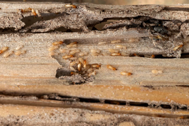 Best Wasp Removal Services  in Robbins, NC